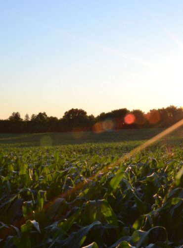corn field under clear sky